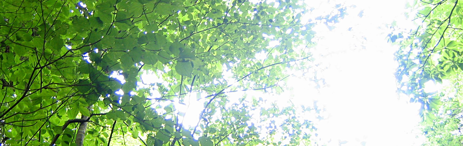 新緑の木漏れ日が差し込む風景